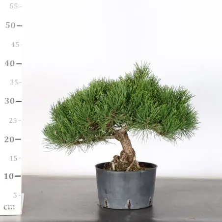 image supplémentaire - PREBONSAI PINUS MUGO 1-18