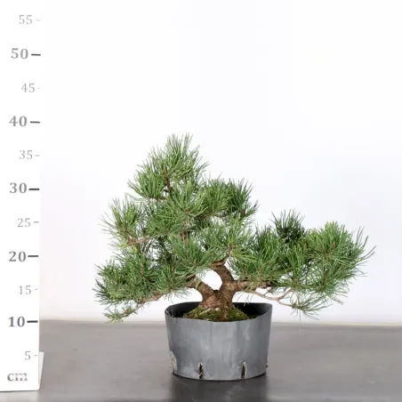 image supplémentaire - PREBONSAI PINUS MUGO 1-19