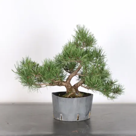 PREBONSAI PIN MUGO 1-19