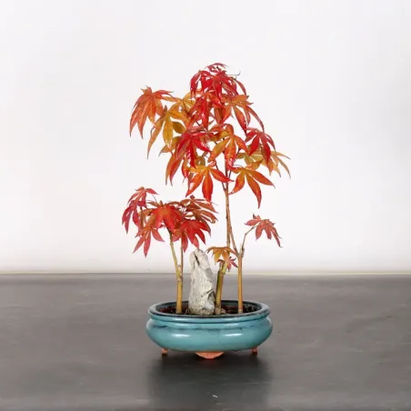 image supplémentaire - Forêt érable du japon "...