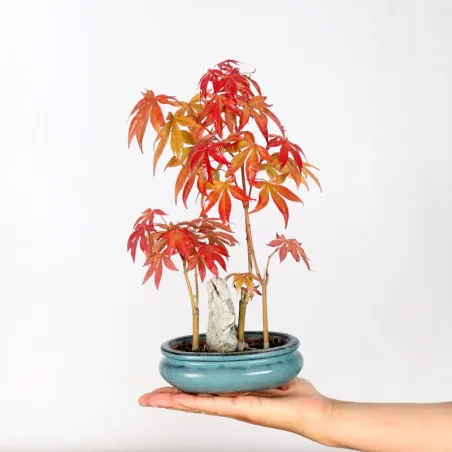 Bonsai Erable Palmatum Atropurpureum AA-1-1