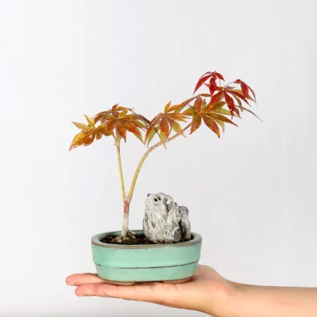 BONSAI JAPANESE MAPLE "ACER ATROPURPUREUM" 1-2