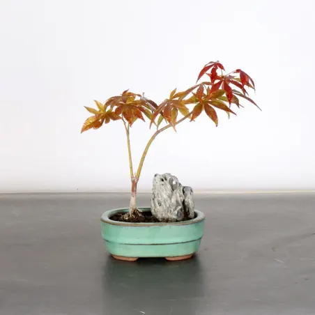 image supplémentaire - Érable du japon " ACER...