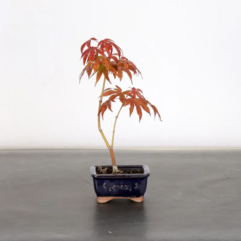image supplémentaire - Érable du japon " ACER...