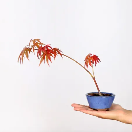 Bonsai Erable Palmatum Atropurpureum AA-1-6