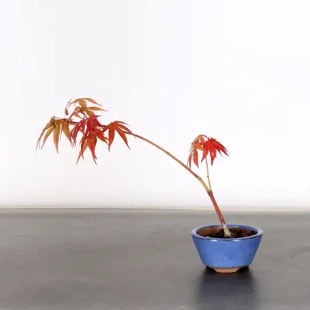 image supplémentaire - Érable du japon " ACER...