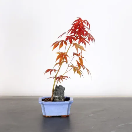image supplémentaire - Érable du japon " ACER...