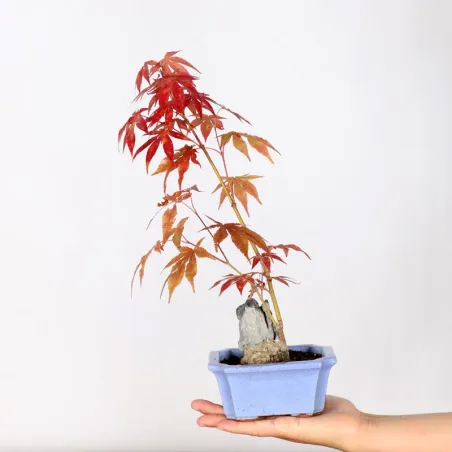 Bonsai Erable Palmatum Atropurpureum AA-1-7