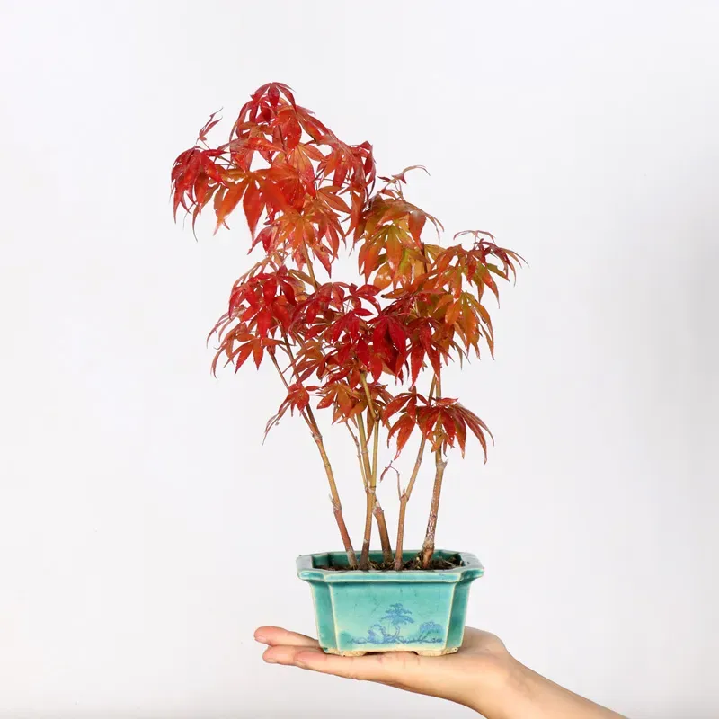 Forêt érable du japon " acer atropurpureum" 1-14