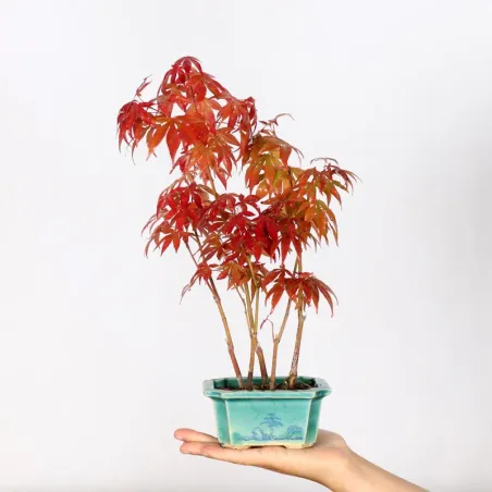 Japanese maple forest "acer atropurpureum" 1-14