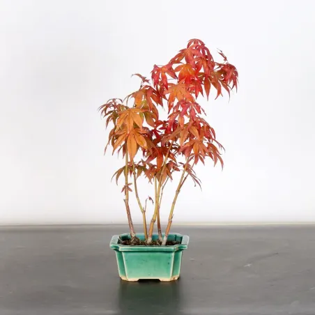 image supplémentaire - Japanese maple forest "acer...