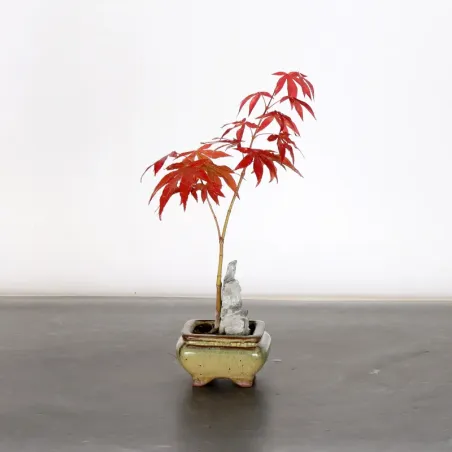 image supplémentaire - Érable du japon " ACER...