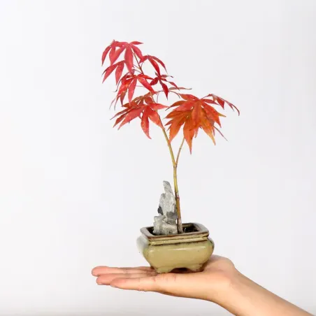 Bonsai Erable Palmatum Atropurpureum AA-2-1