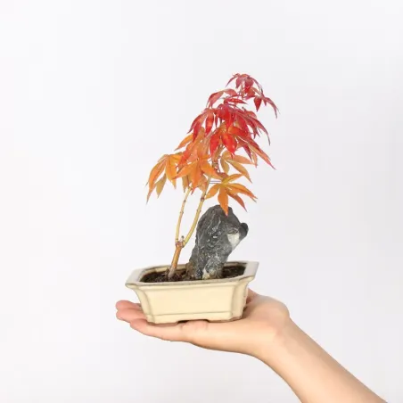Bonsai Erable Palmatum Atropurpureum AA-2-4