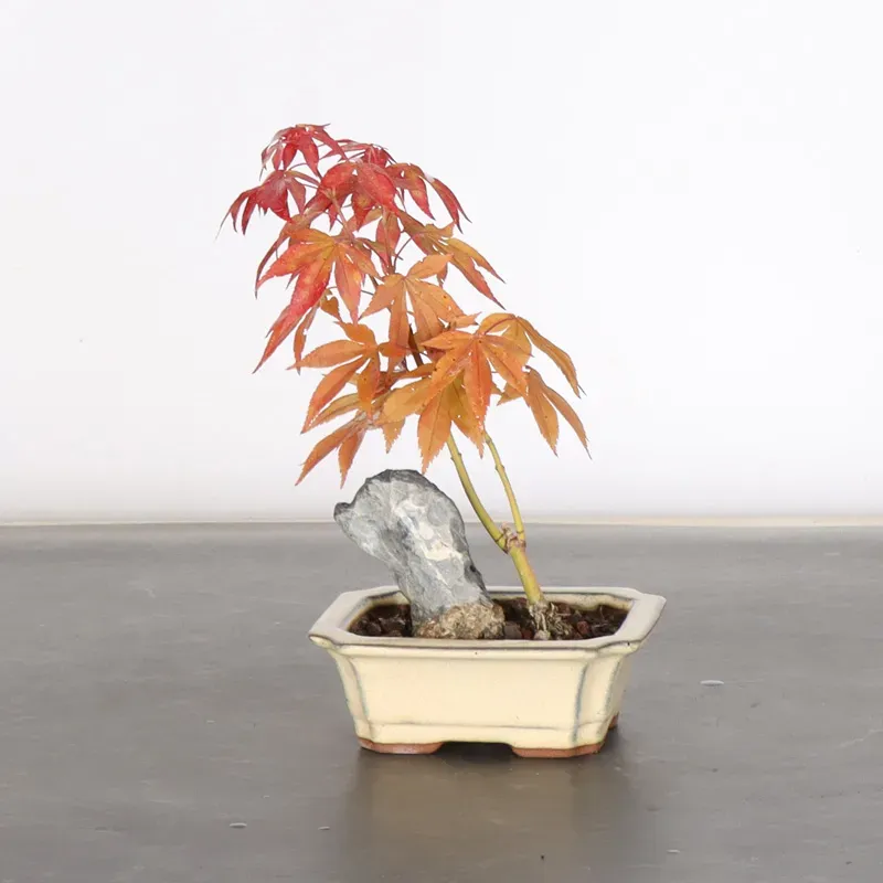 image supplémentaire - japanese maple "acer...