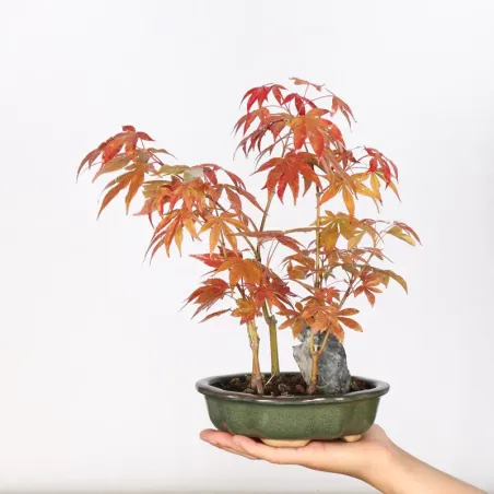 Erable Palmatum Atropurpureum AA-3-1