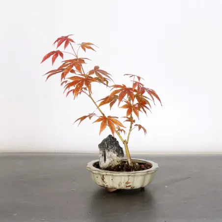 image supplémentaire - érable du japon " acer...