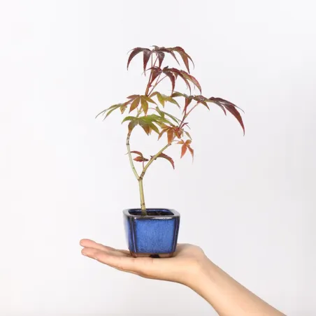 Erable Palmatum Atropurpureum AA-3-1