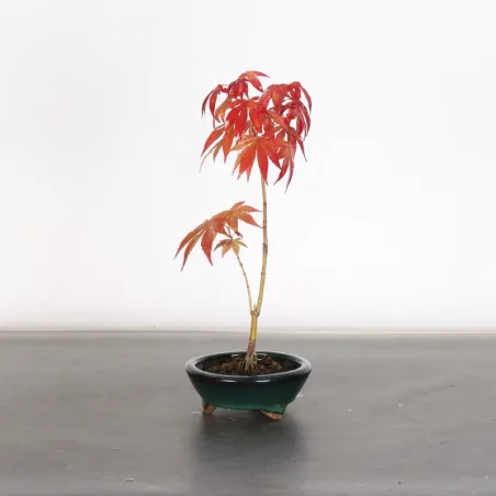 Erable Palmatum Atropurpureum AA-3-1