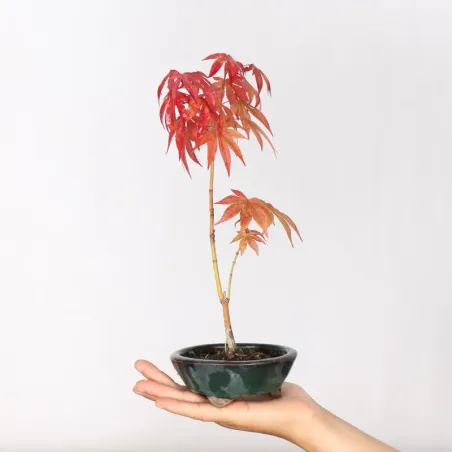 image supplémentaire - Japanese maple forest "acer...