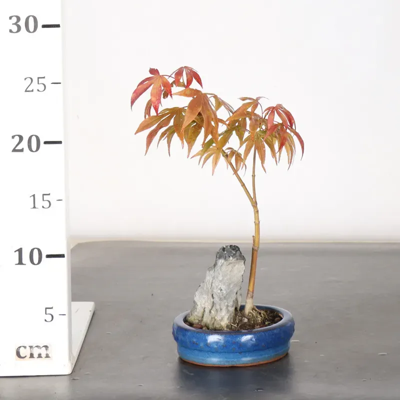 image supplémentaire - érable du japon " acer...
