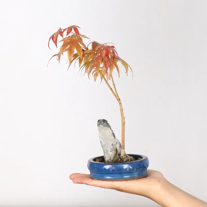Erable Palmatum Atropurpureum AA-3-1