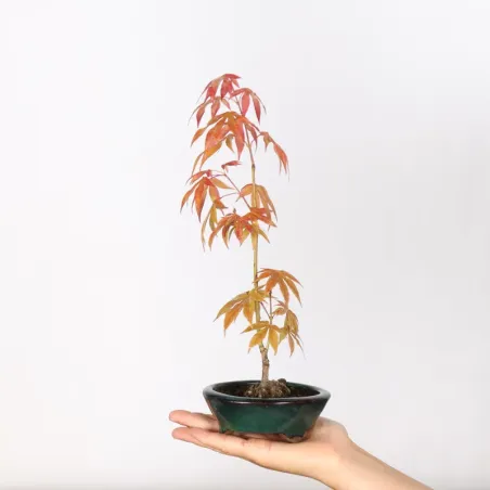 Erable Palmatum Atropurpureum AA-3-1