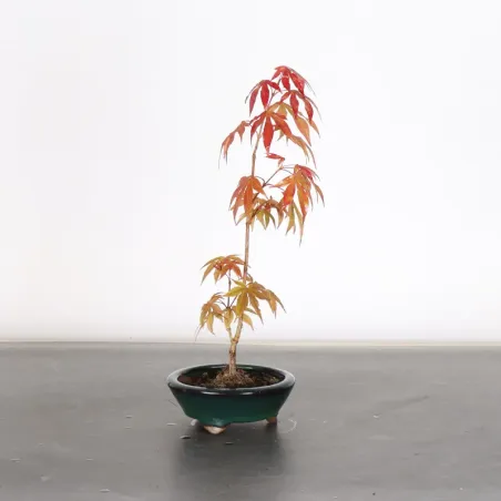 image supplémentaire - Japanese maple forest "acer...