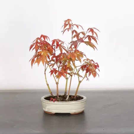 image supplémentaire - Forêt érable du japon "...