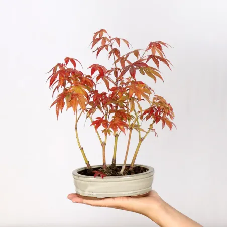 Erable Palmatum Atropurpureum AA-3-1