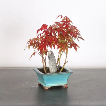 image supplémentaire - Japanese maple forest "acer...