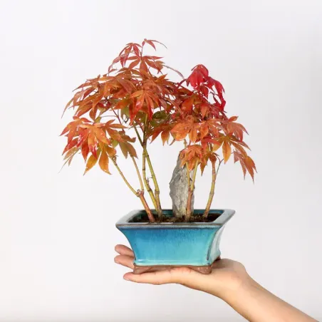 Japanese maple forest "acer atropurpureum" 3-8