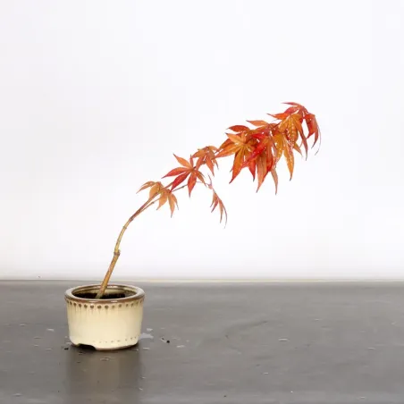 image supplémentaire - Japanese maple forest "acer...