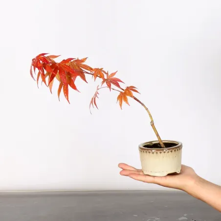 Erable Palmatum Atropurpureum AA-3-1