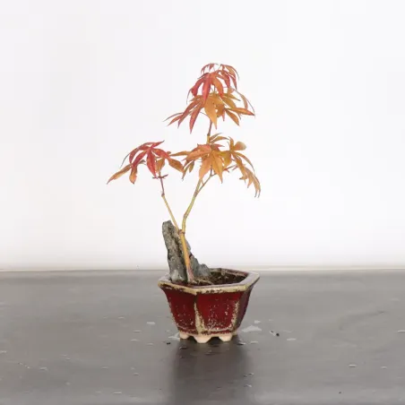 image supplémentaire - érable du japon " acer...