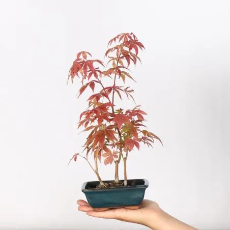 Erable Palmatum Atropurpureum AA-3-1