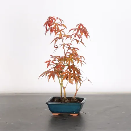 image supplémentaire - Forêt érable du japon "...