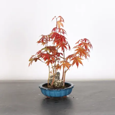 image supplémentaire - Forêt érable du japon "...