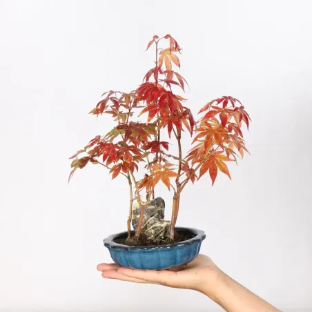 Erable Palmatum Atropurpureum AA-3-1