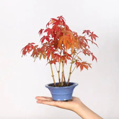 image supplémentaire - Japanese maple forest "acer...