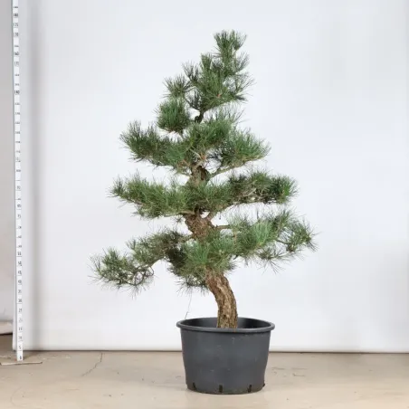 image supplémentaire - GARDEN TREE NIWAKI "PINUS...