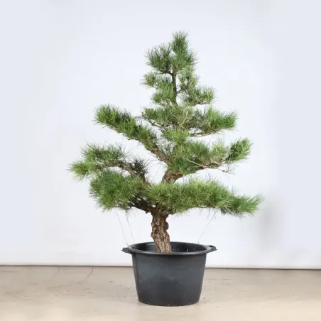 image supplémentaire - GARDEN TREE NIWAKI "PINUS...