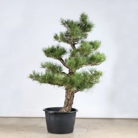 image supplémentaire - GARDEN TREE NIWAKI "PINUS...