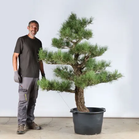 THUNBERGII PINE