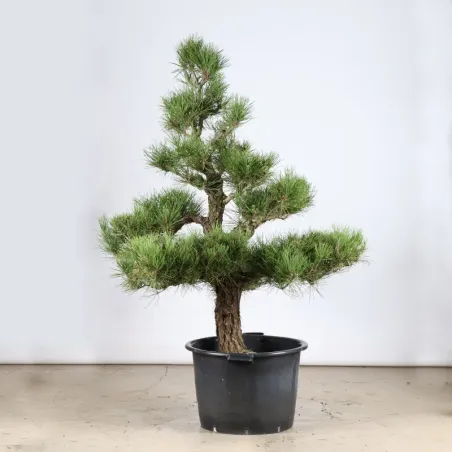 GARDEN TREE NIWAKI "PINUS THUNBERGII" 1-8