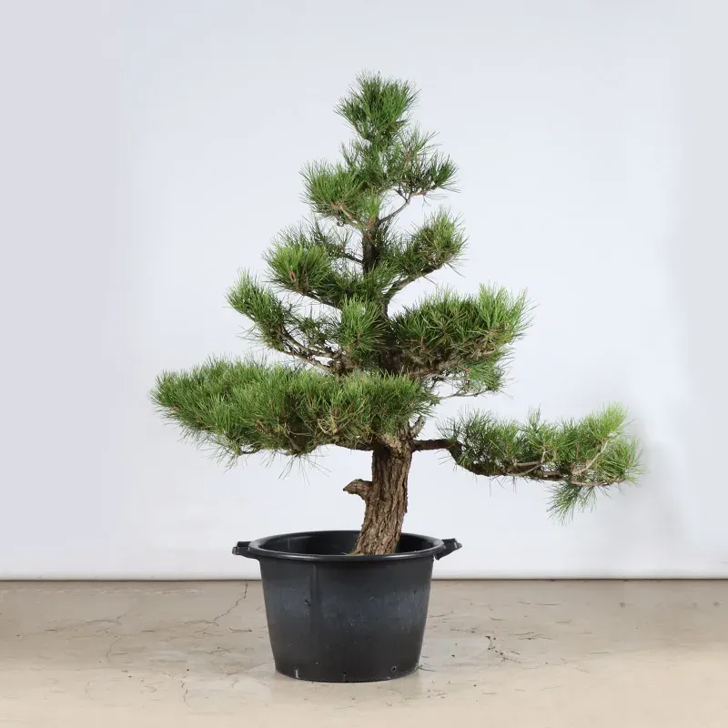 image supplémentaire - GARDEN TREE NIWAKI "PINUS...