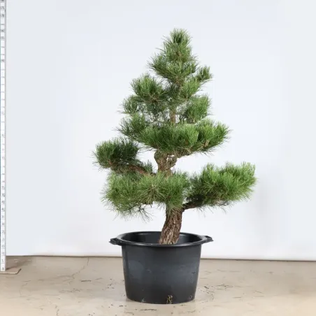 THUNBERGII PINE