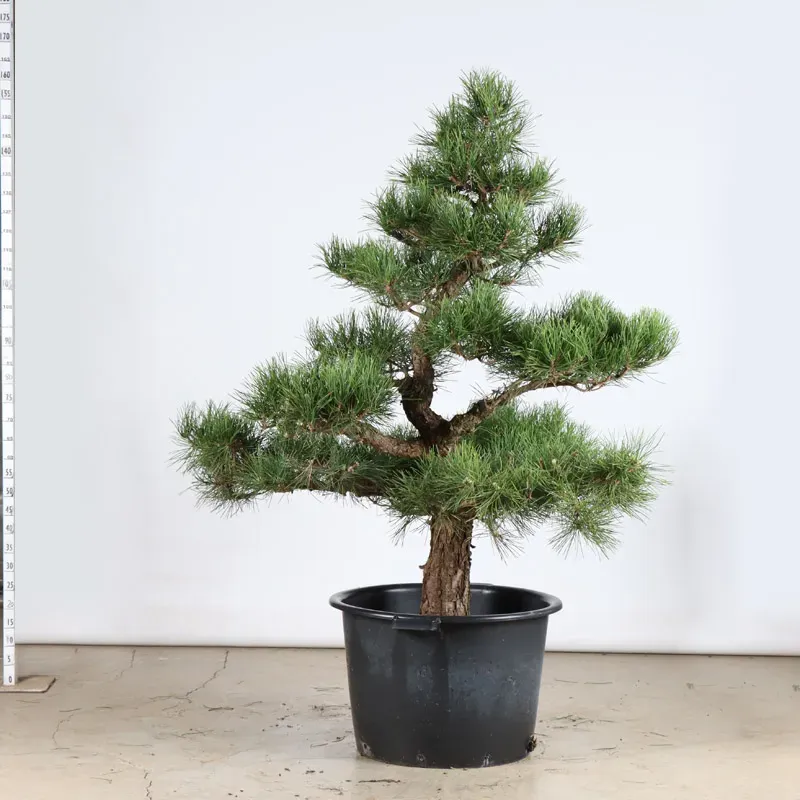image supplémentaire - ARBRE DE JARDIN NIWAKI "PIN...