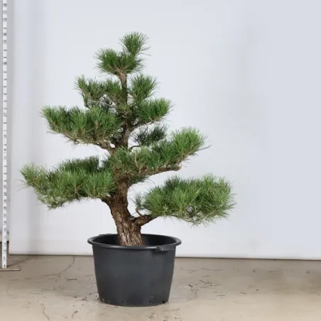 image supplémentaire - GARDEN TREE NIWAKI "PINUS...