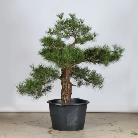 GARDEN TREE NIWAKI "PINUS THUNBERGII" 1-14